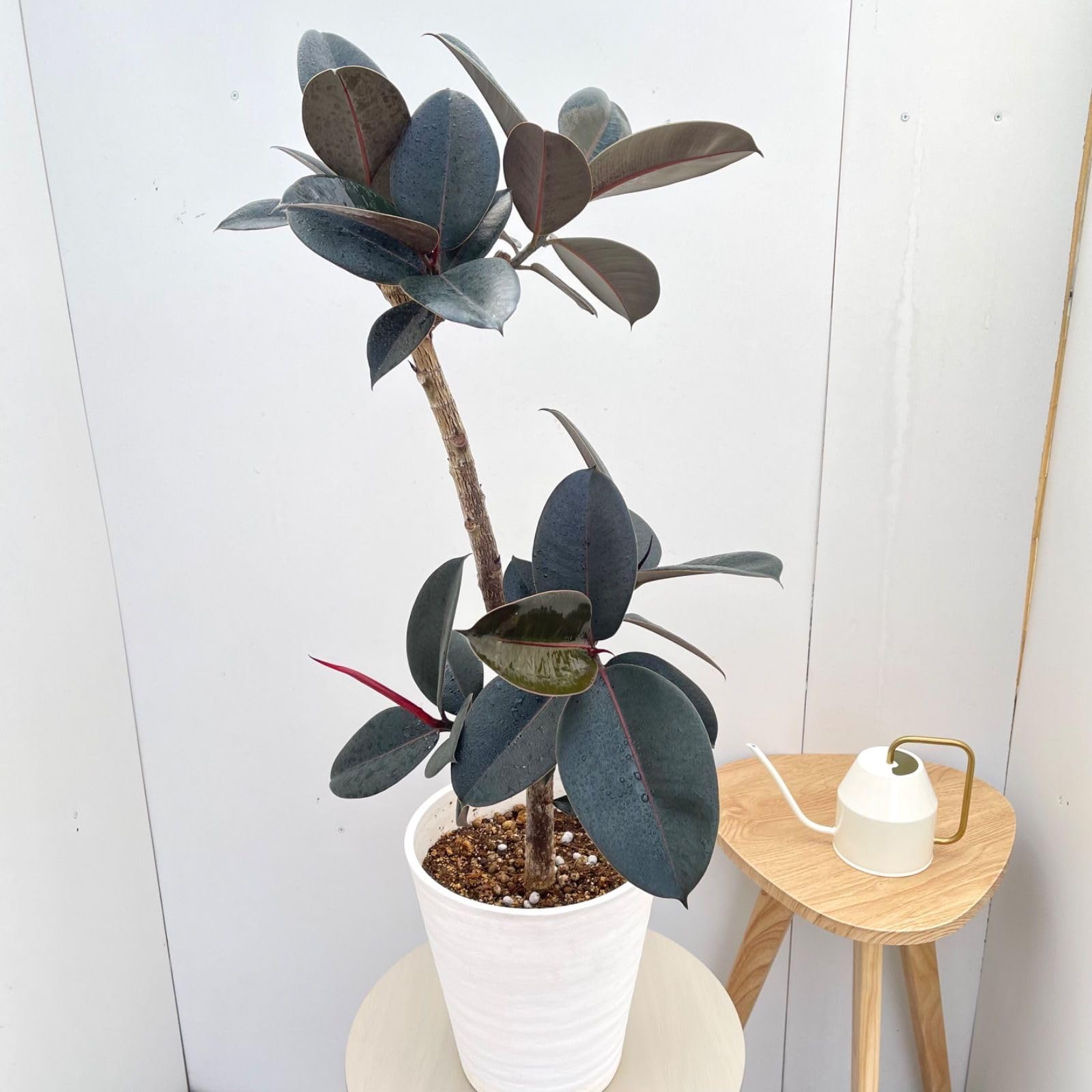 Amazon｜フィカス バーガンディ 26 観葉植物 室内 大型｜観葉植物